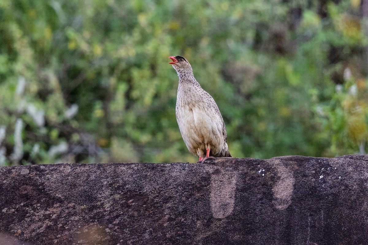 Chestnut-naped Spurfowl (Black-fronted) - ML216529371