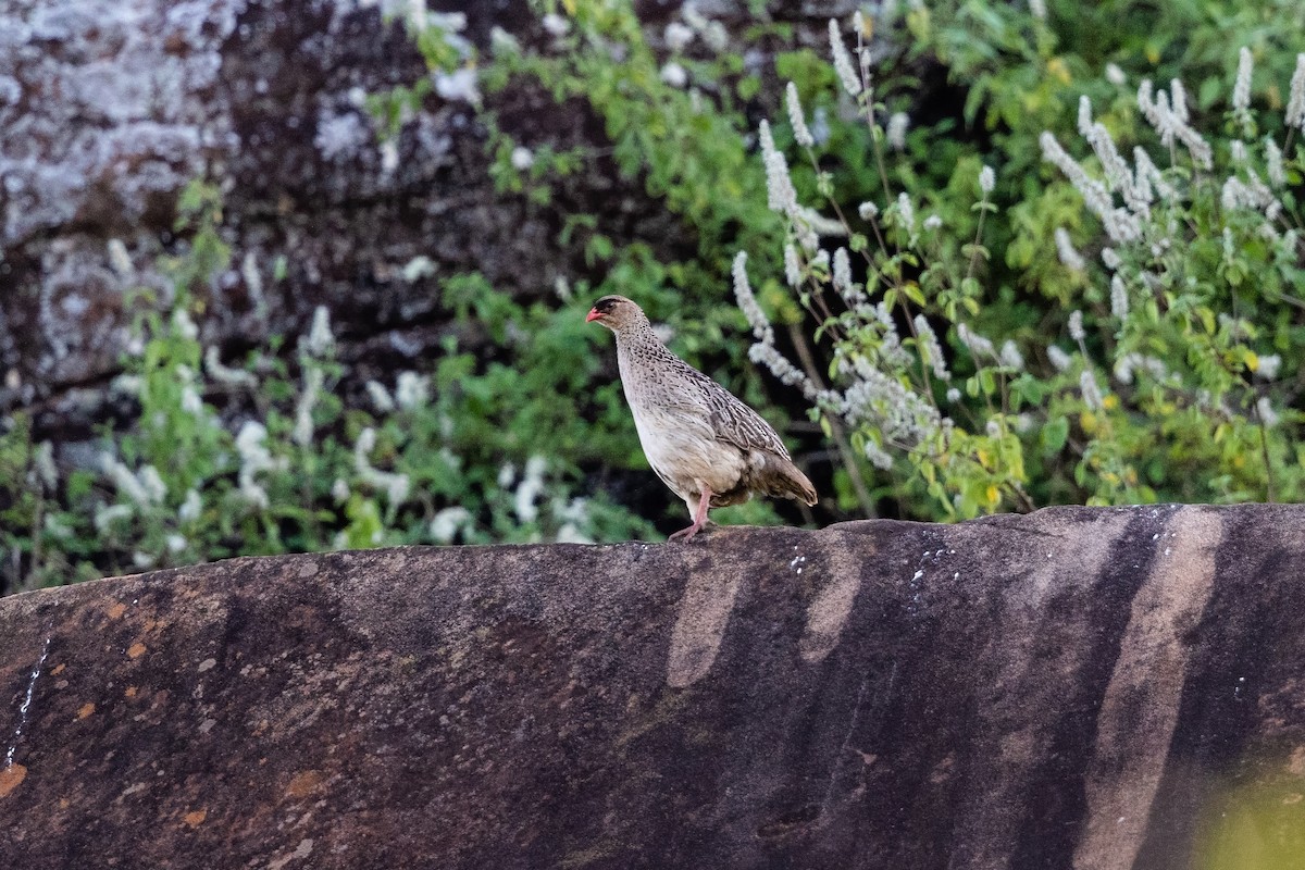 Chestnut-naped Spurfowl (Black-fronted) - ML216529441