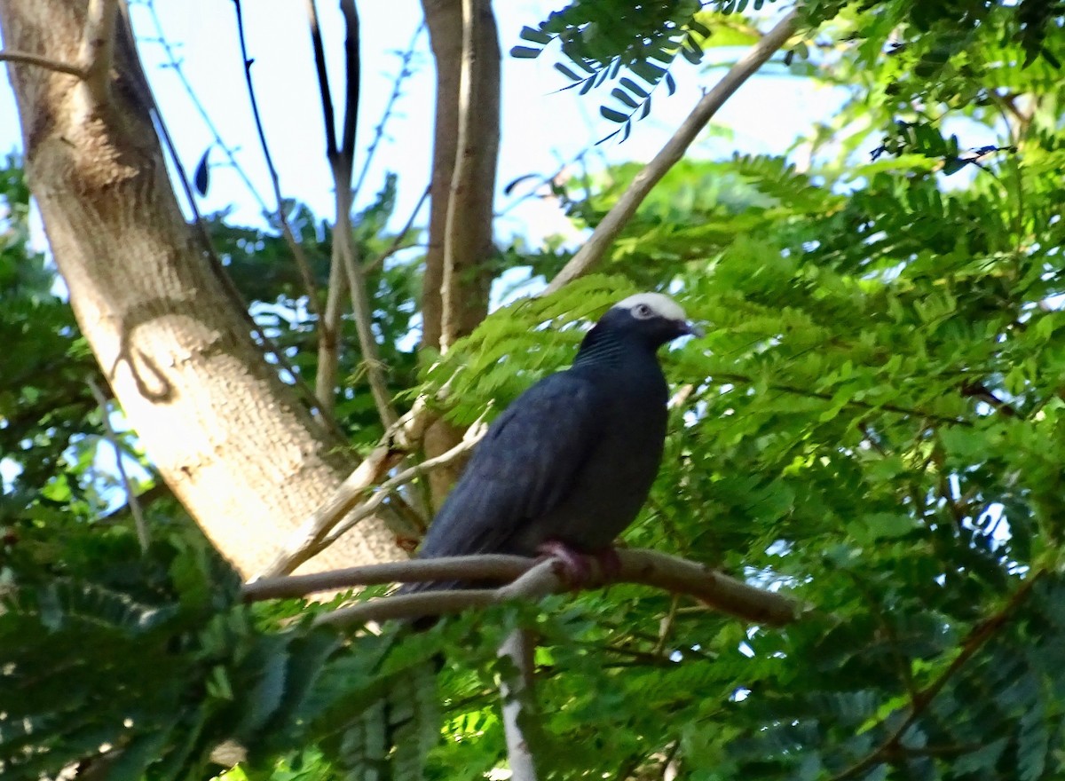 White-crowned Pigeon - ML216529911