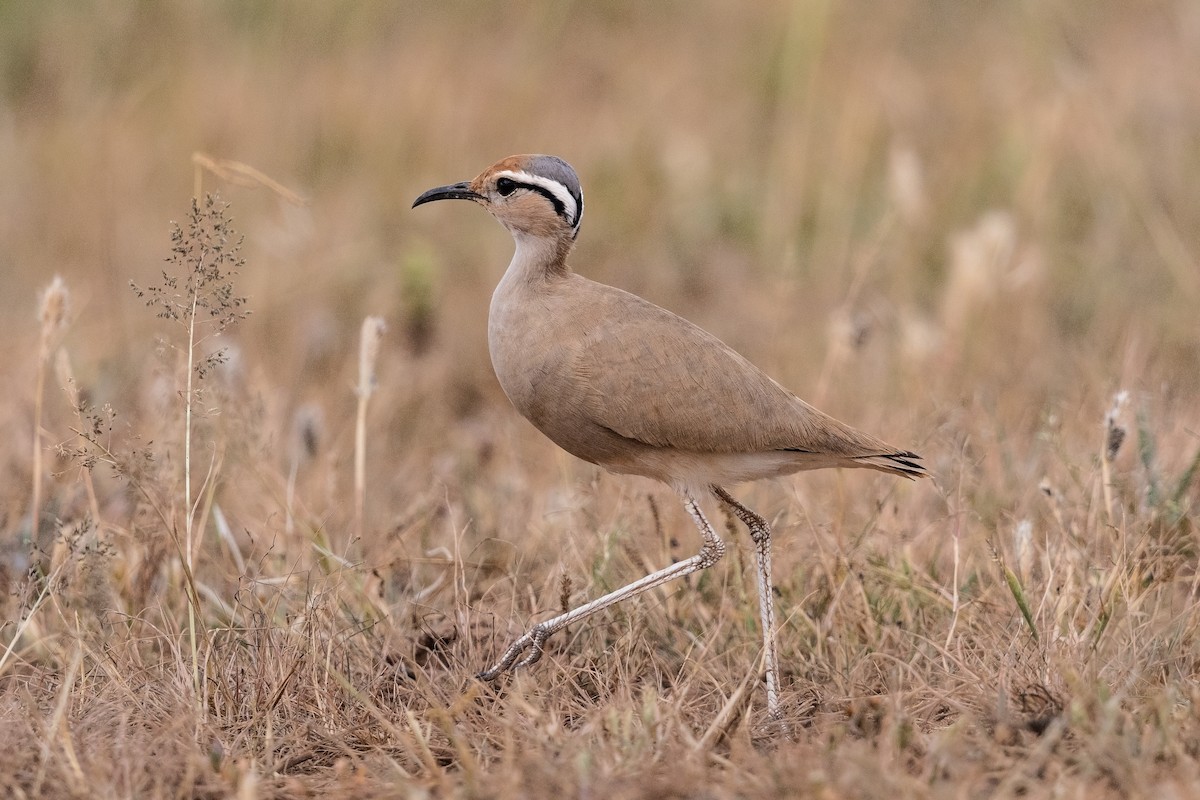 Somali Courser - Stefan Hirsch