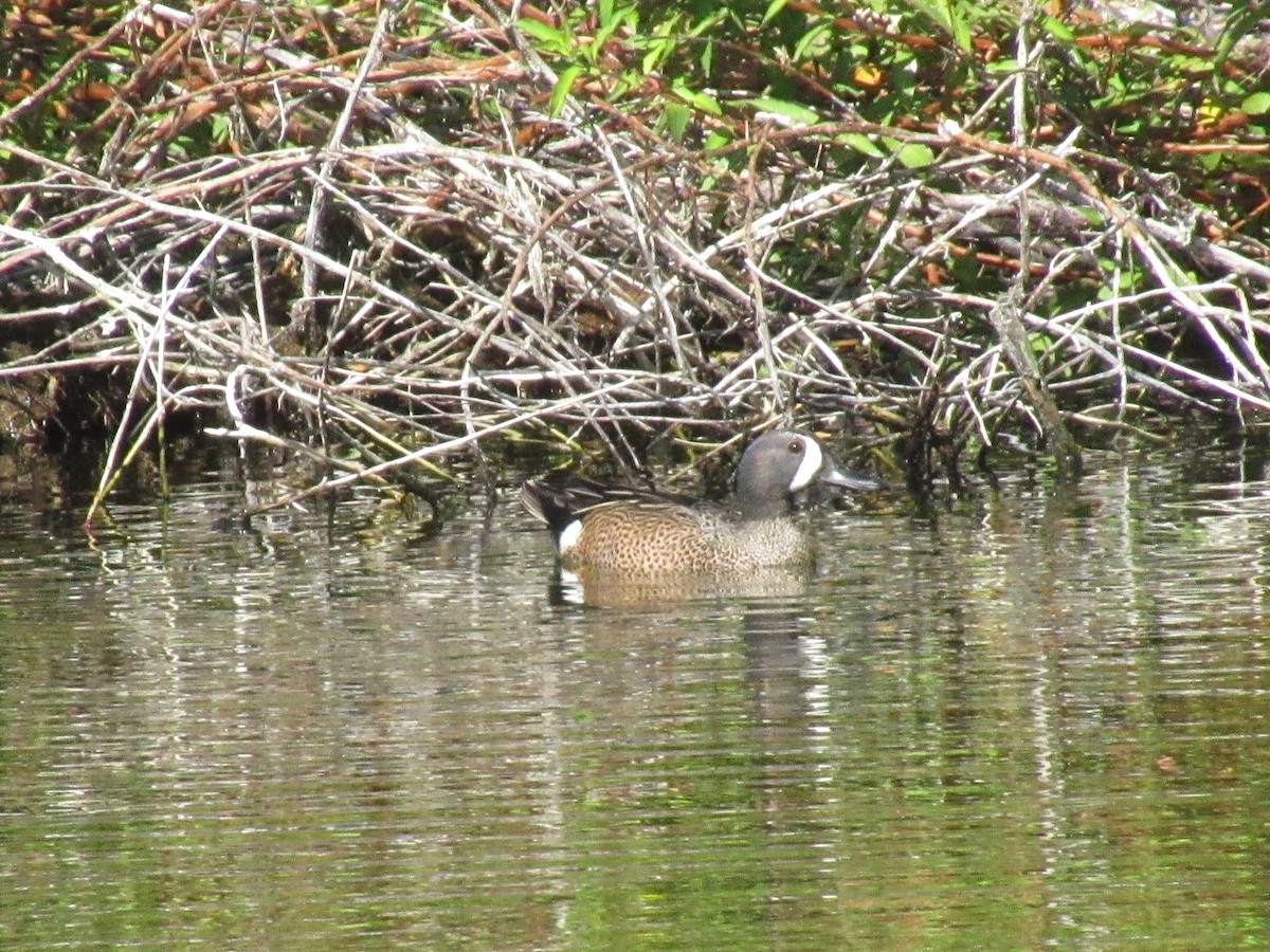 Blue-winged Teal - ML216530871