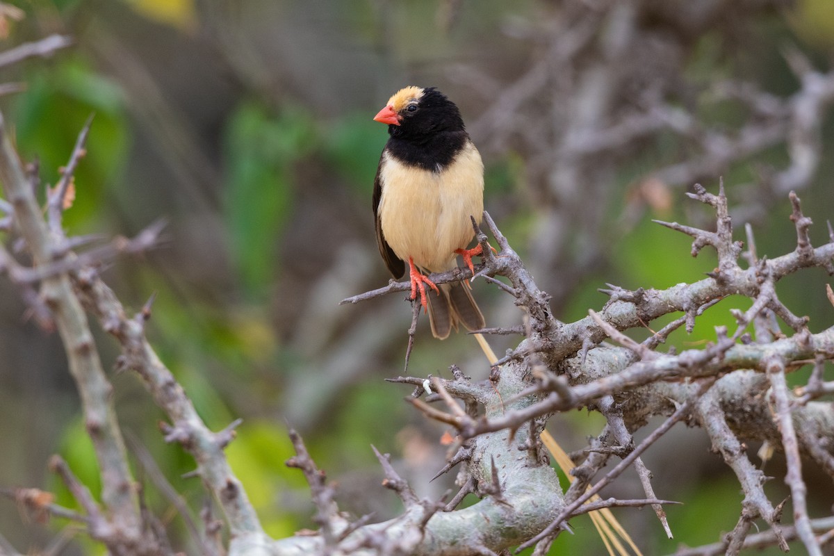 Straw-tailed Whydah - Stefan Hirsch