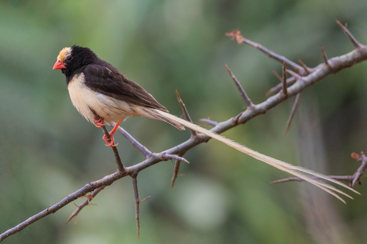 Straw-tailed Whydah - ML216530931