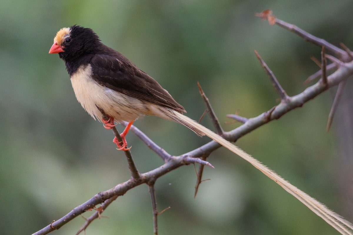 Straw-tailed Whydah - ML216530941