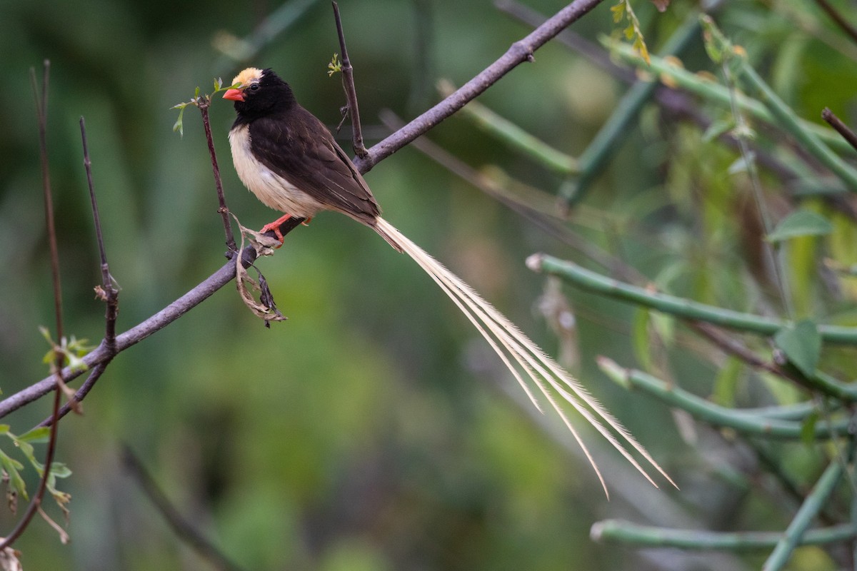 Straw-tailed Whydah - ML216530971