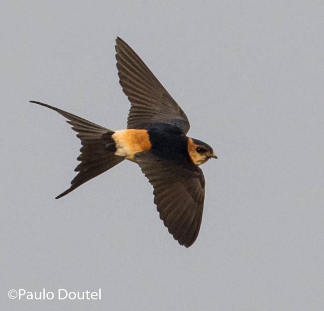Red-rumped Swallow - ML216531301