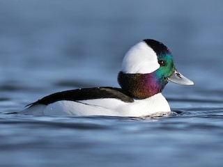 Bufflehead - Bucephala albeola