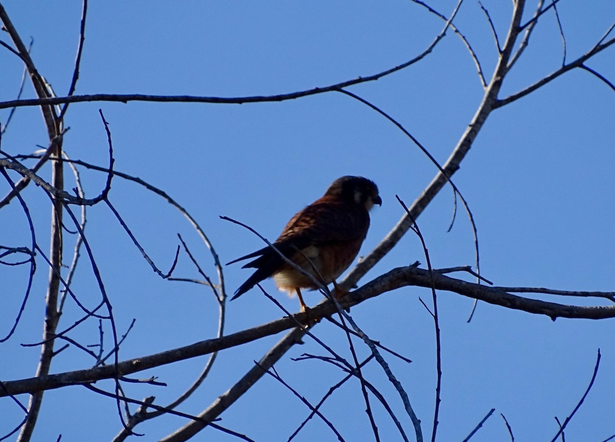 American Kestrel - ML216532381