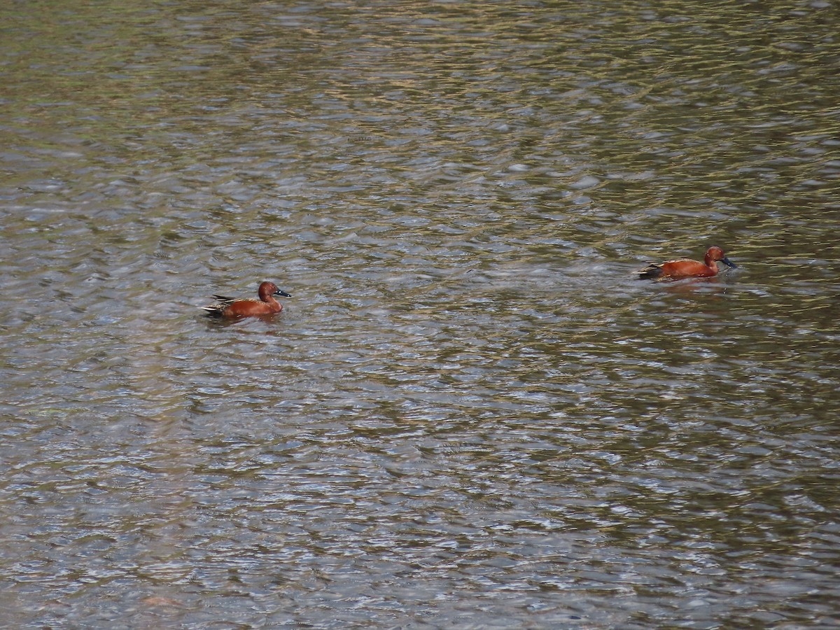 Cinnamon Teal - ML216533941