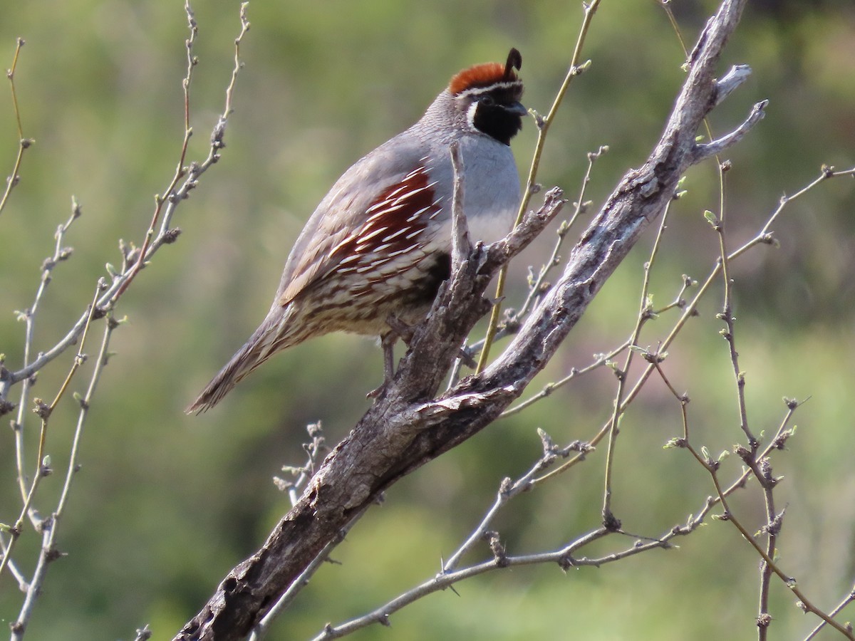 Gambel's Quail - ML216534031