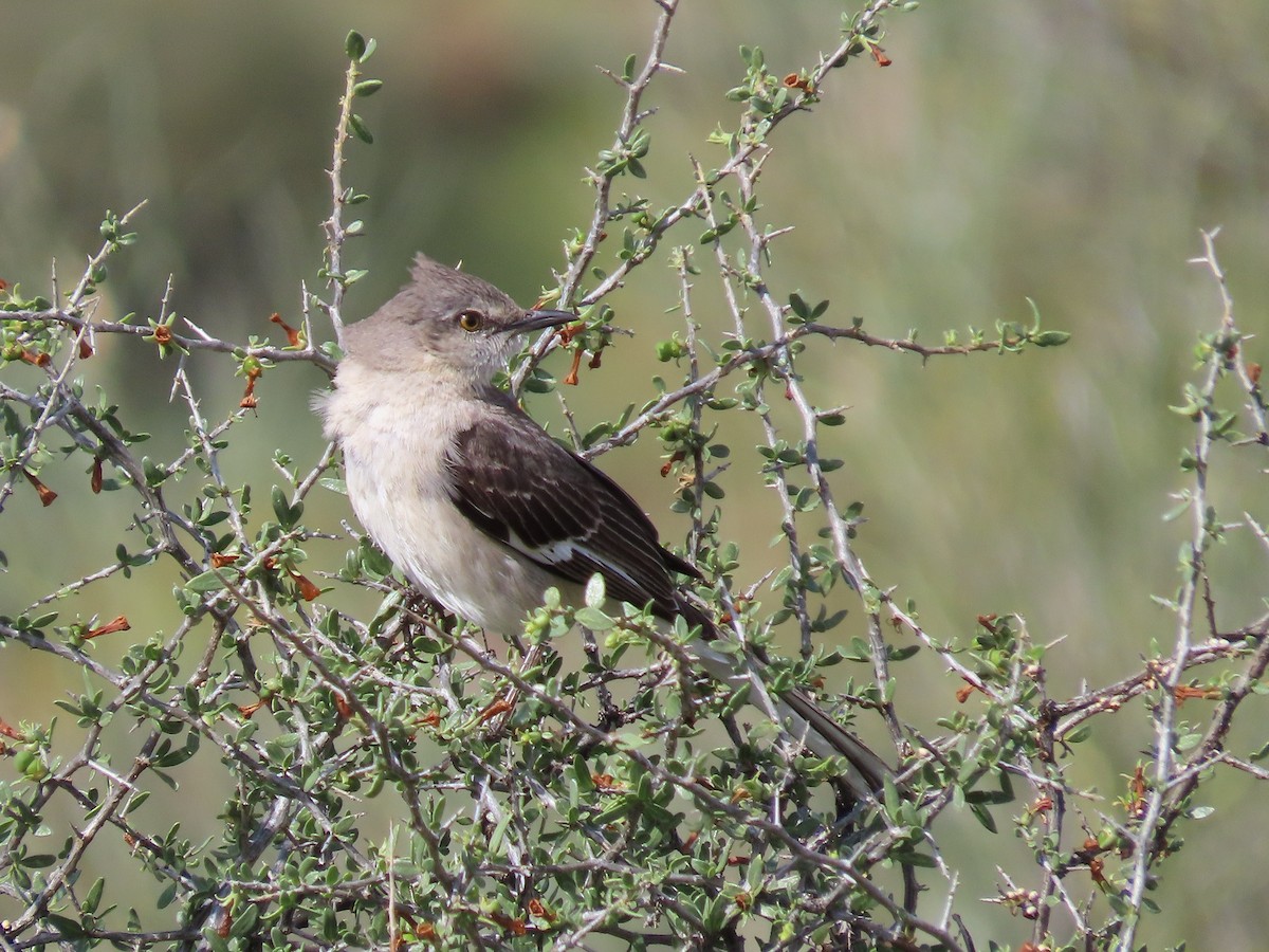 Northern Mockingbird - Anne (Webster) Leight