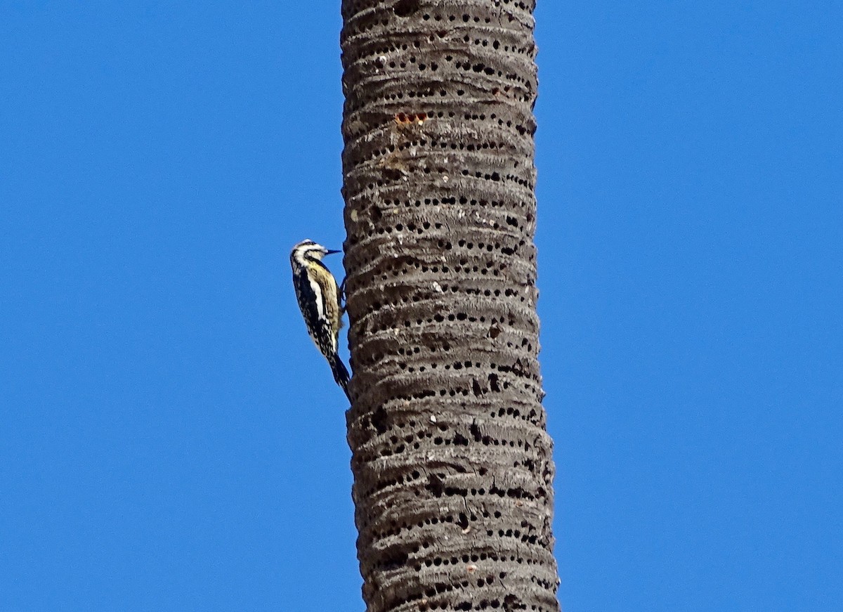 Yellow-bellied Sapsucker - ML216534761