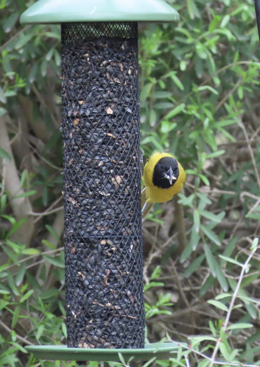 Audubon's Oriole - ML216535651