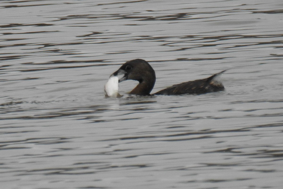 Pied-billed Grebe - ML216535811
