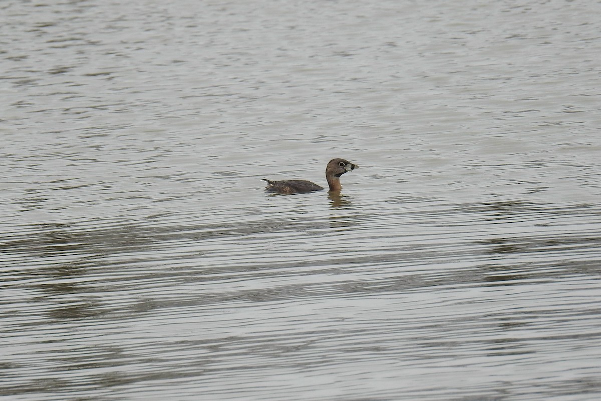 Pied-billed Grebe - ML216535921