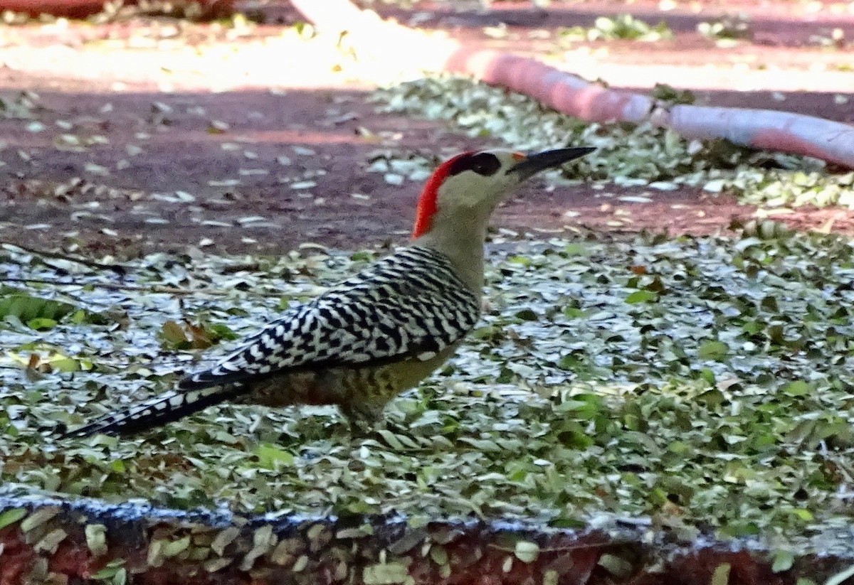 West Indian Woodpecker - ML216536491