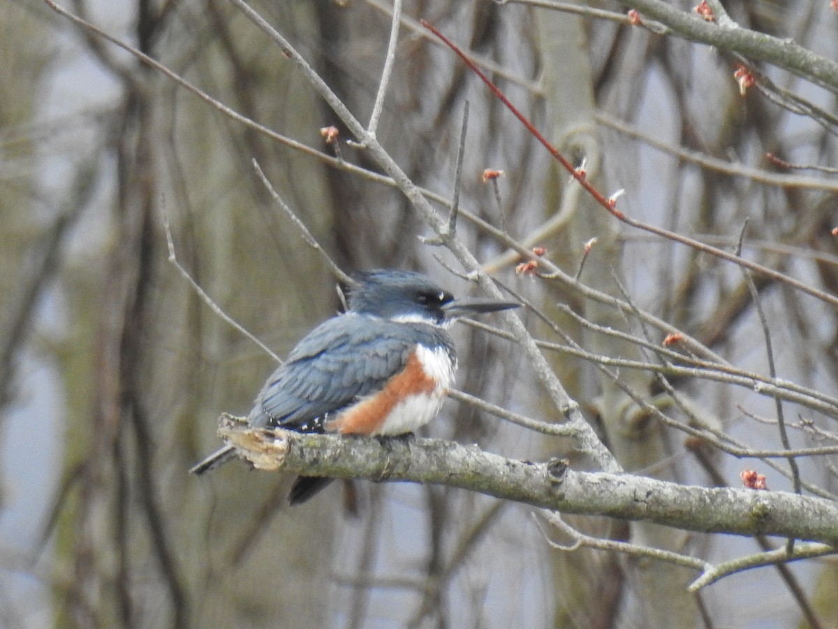 Belted Kingfisher - ML216537091