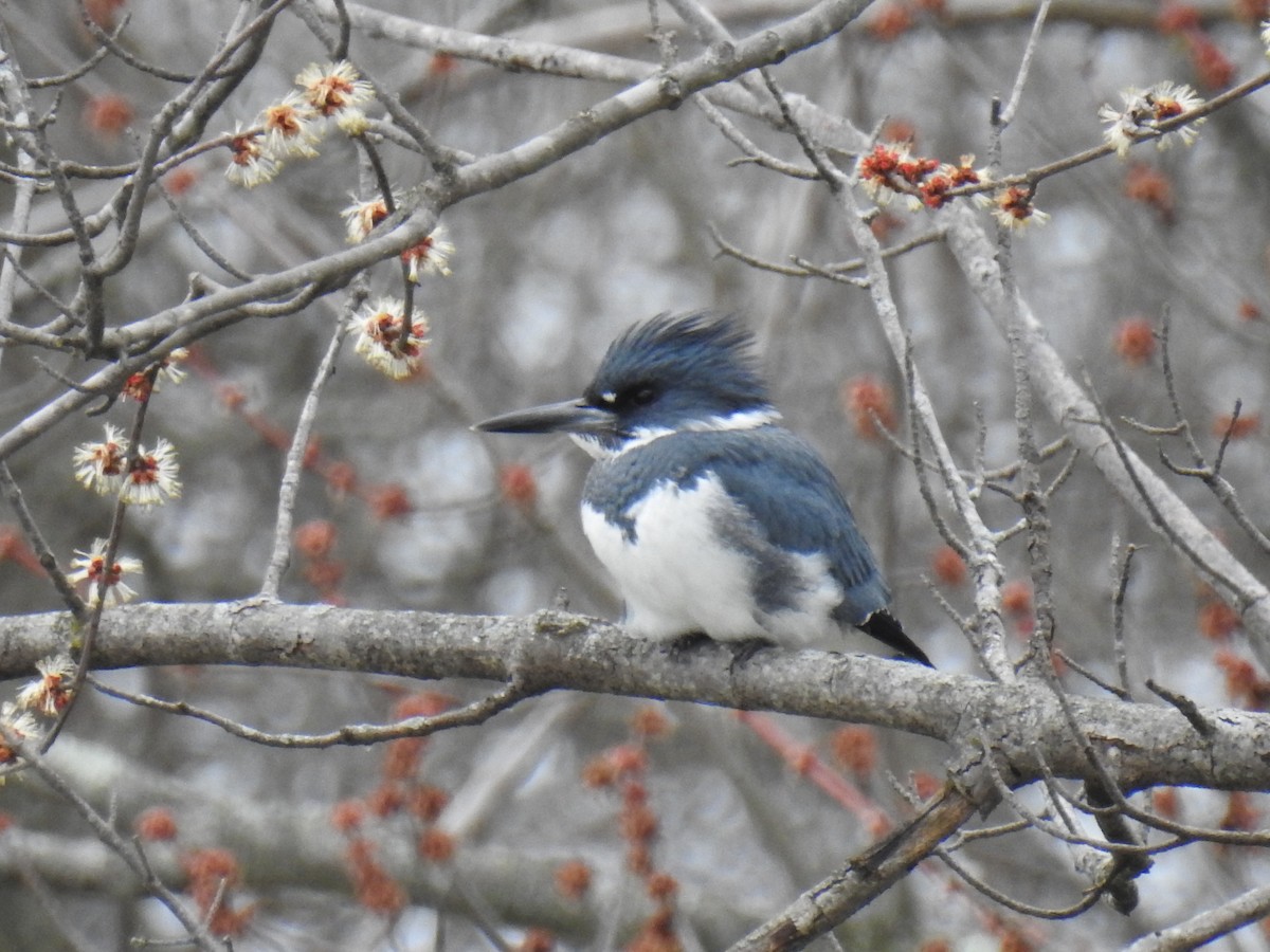 Belted Kingfisher - ML216537171