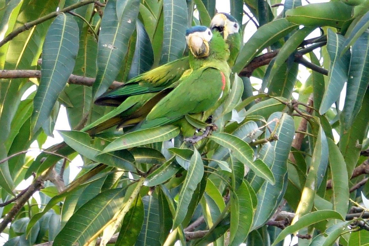 Red-shouldered Macaw - ML216538531