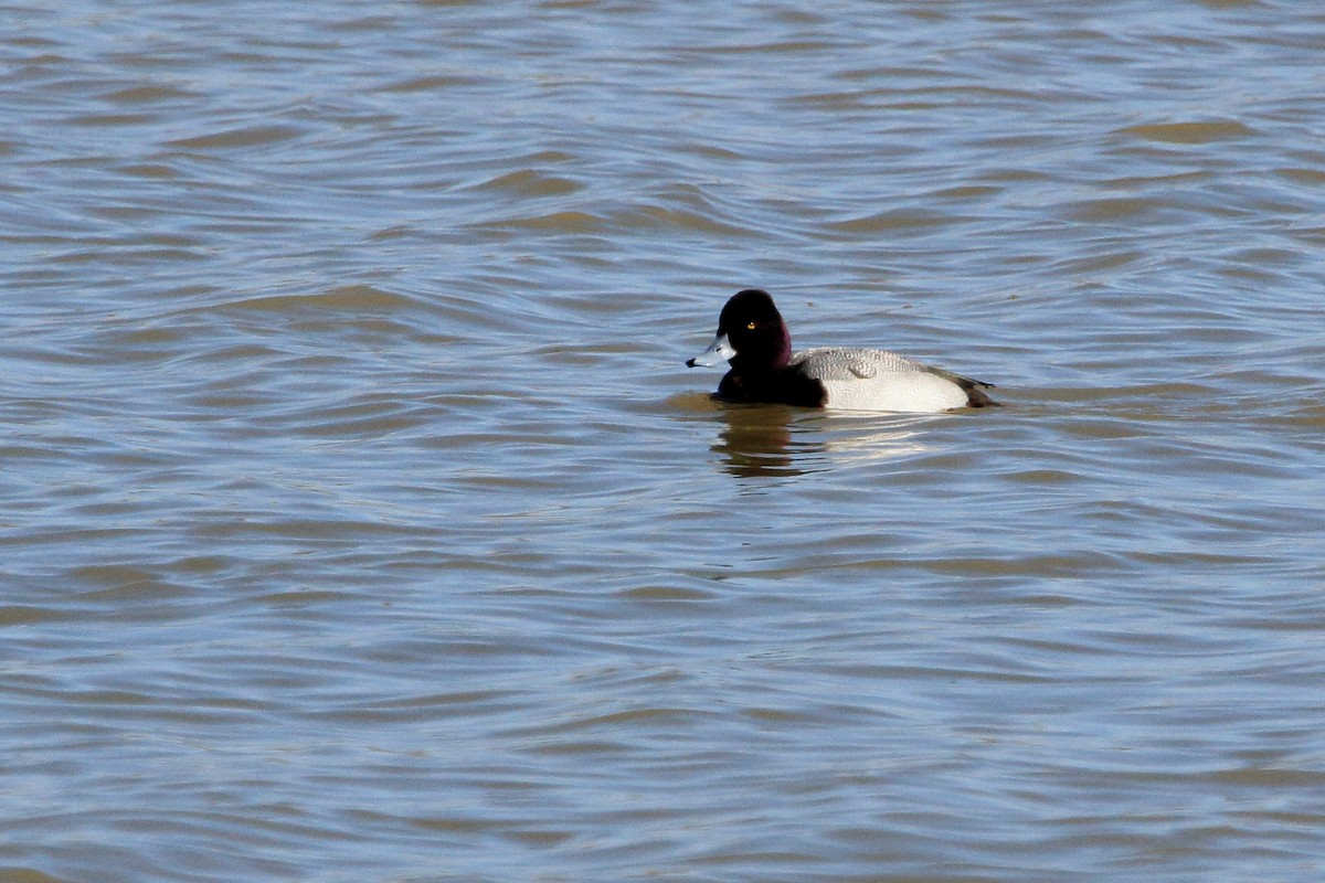 Lesser Scaup - ML216539841