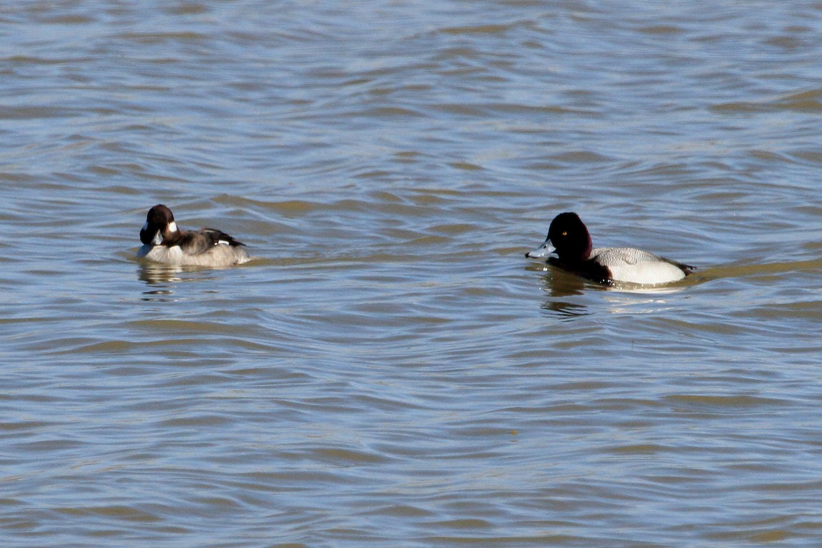 Lesser Scaup - Phil Stouffer