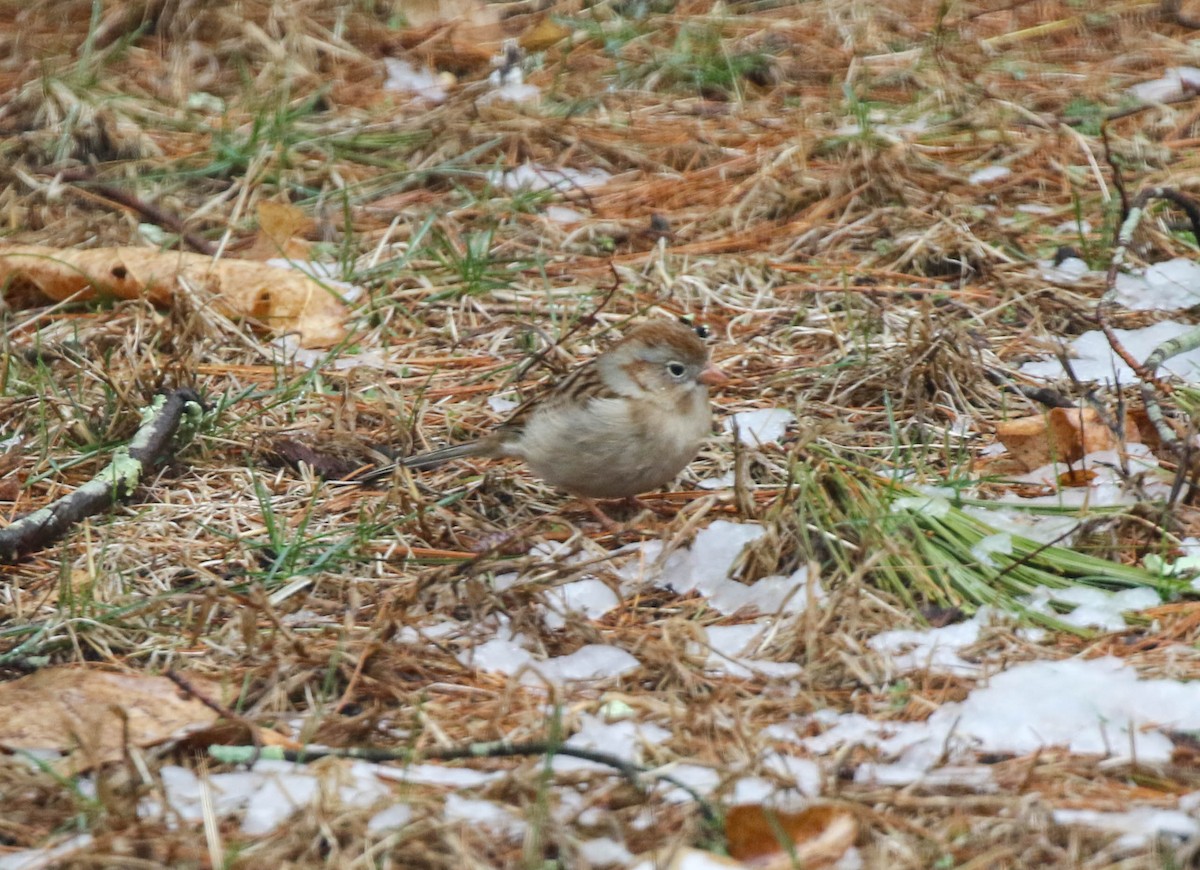 Field Sparrow - ML216546161