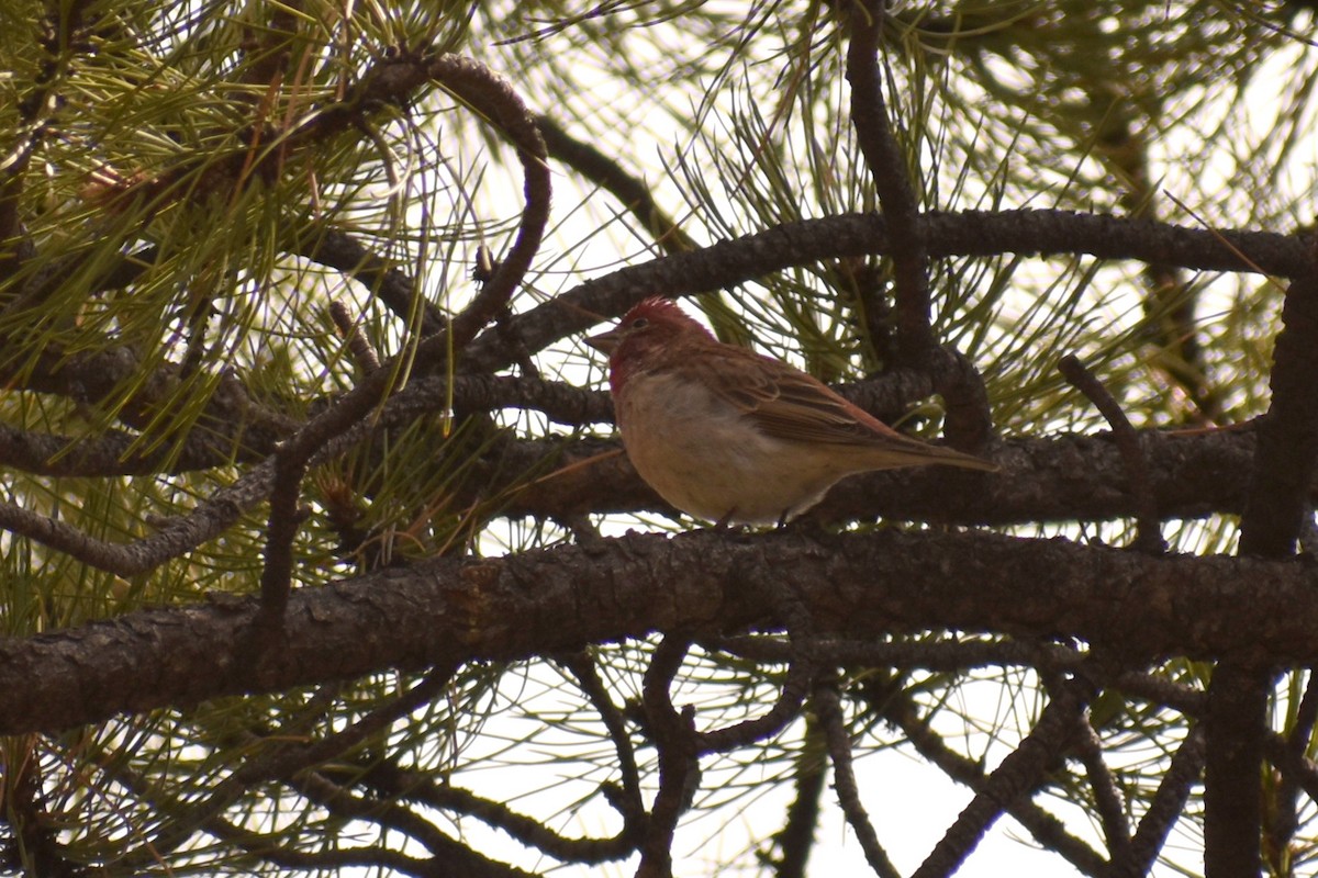 Cassin's Finch - Claire H