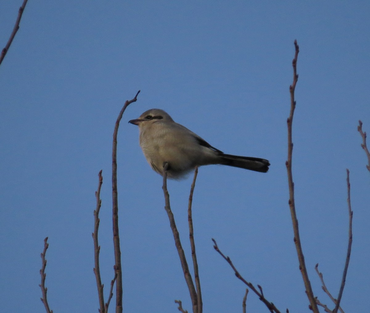 Northern Shrike - Gael Hurley