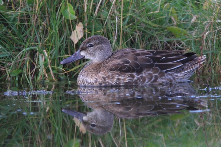 Blue-winged Teal - ML216549451
