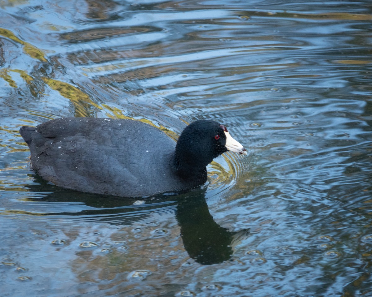 American Coot - Forest Tomlinson