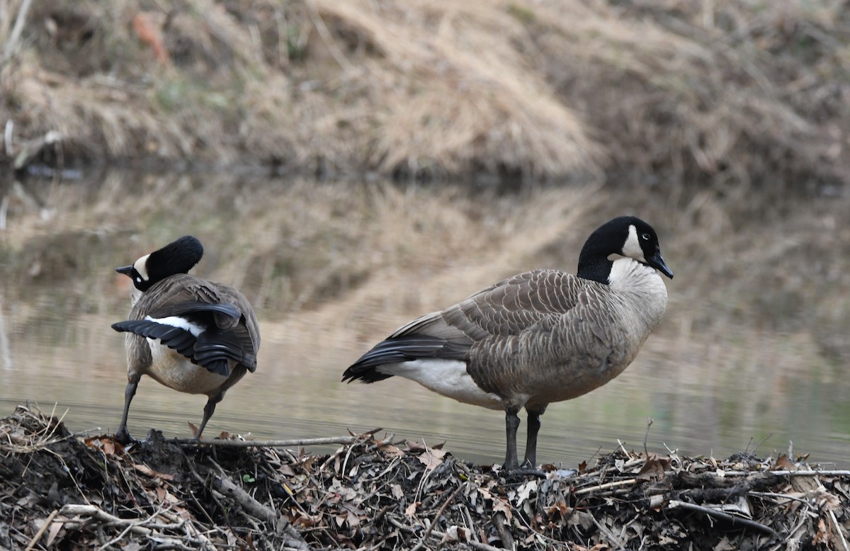 Kanadagans - ML216550911