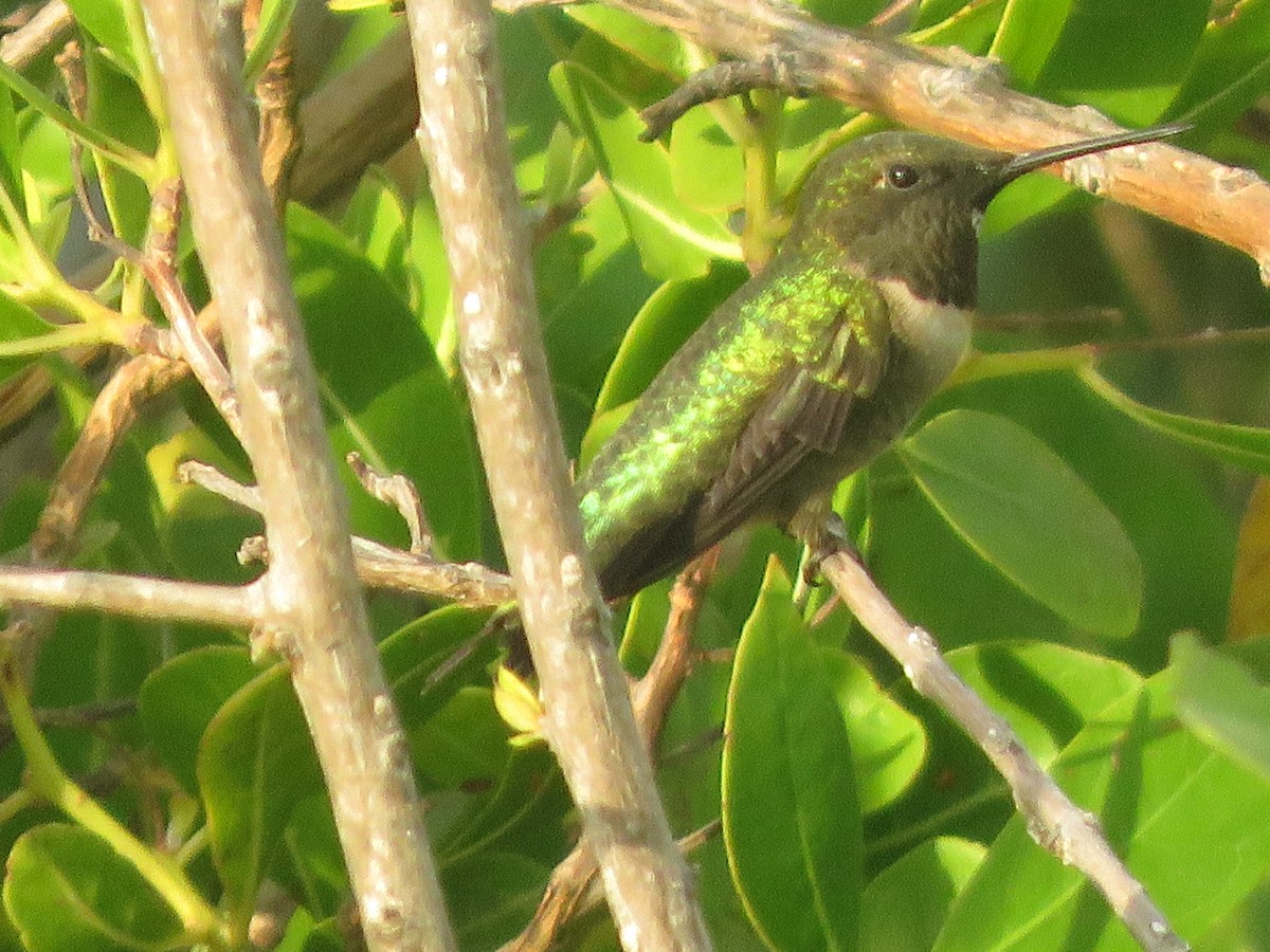 Colibrí Gorjirrubí - ML216552381