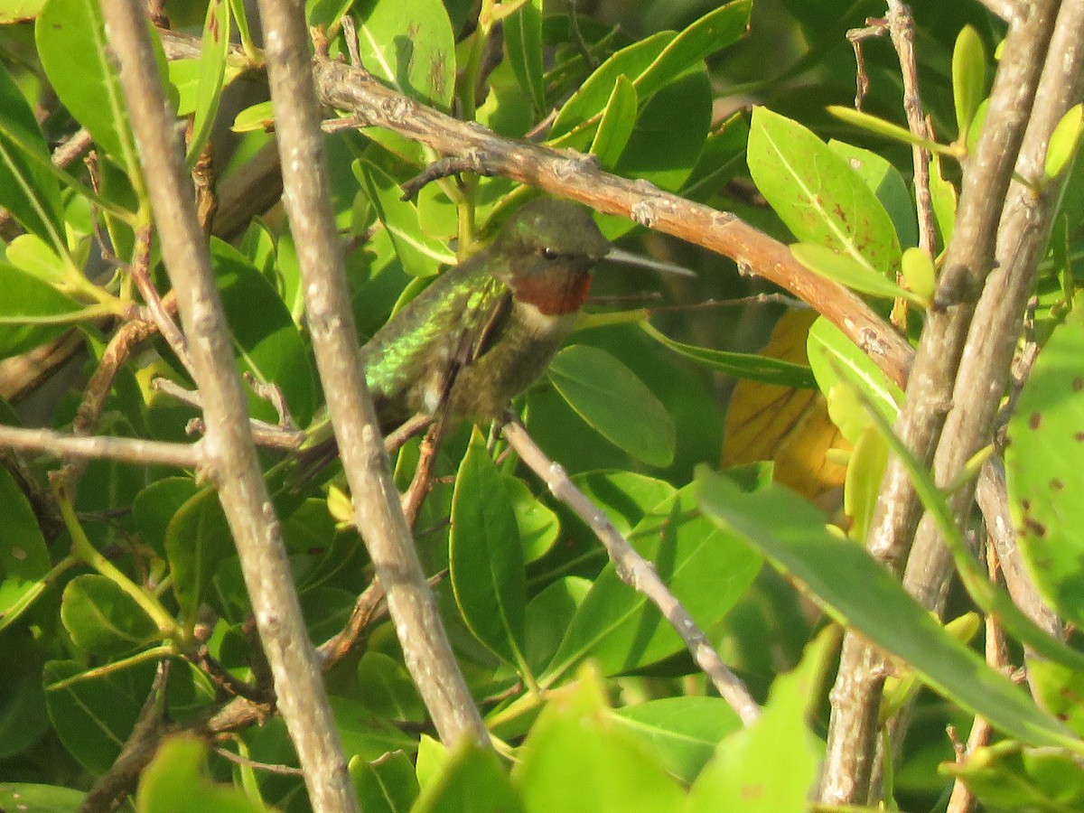 Colibrí Gorjirrubí - ML216552551