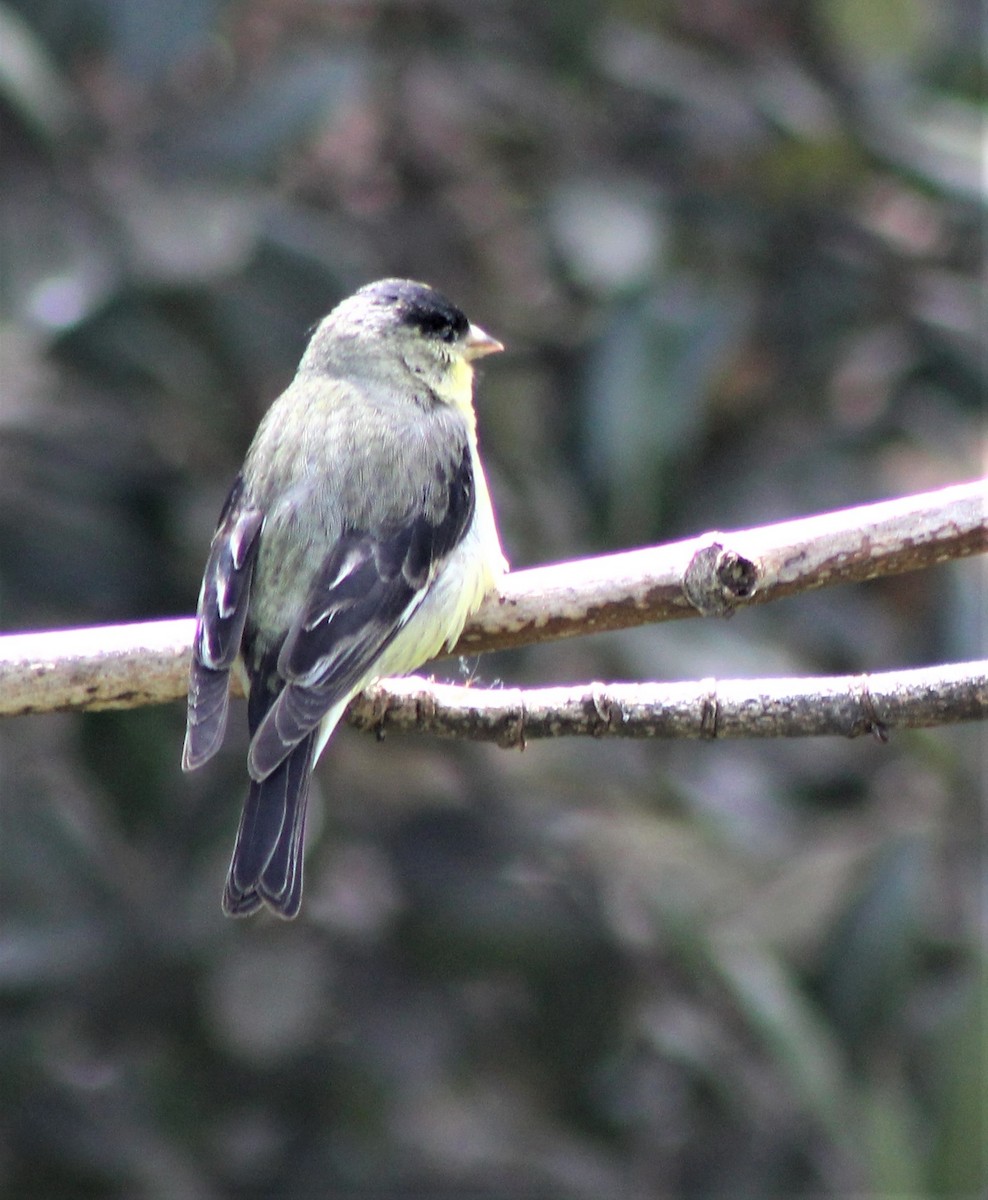 Lesser Goldfinch - ML216552561