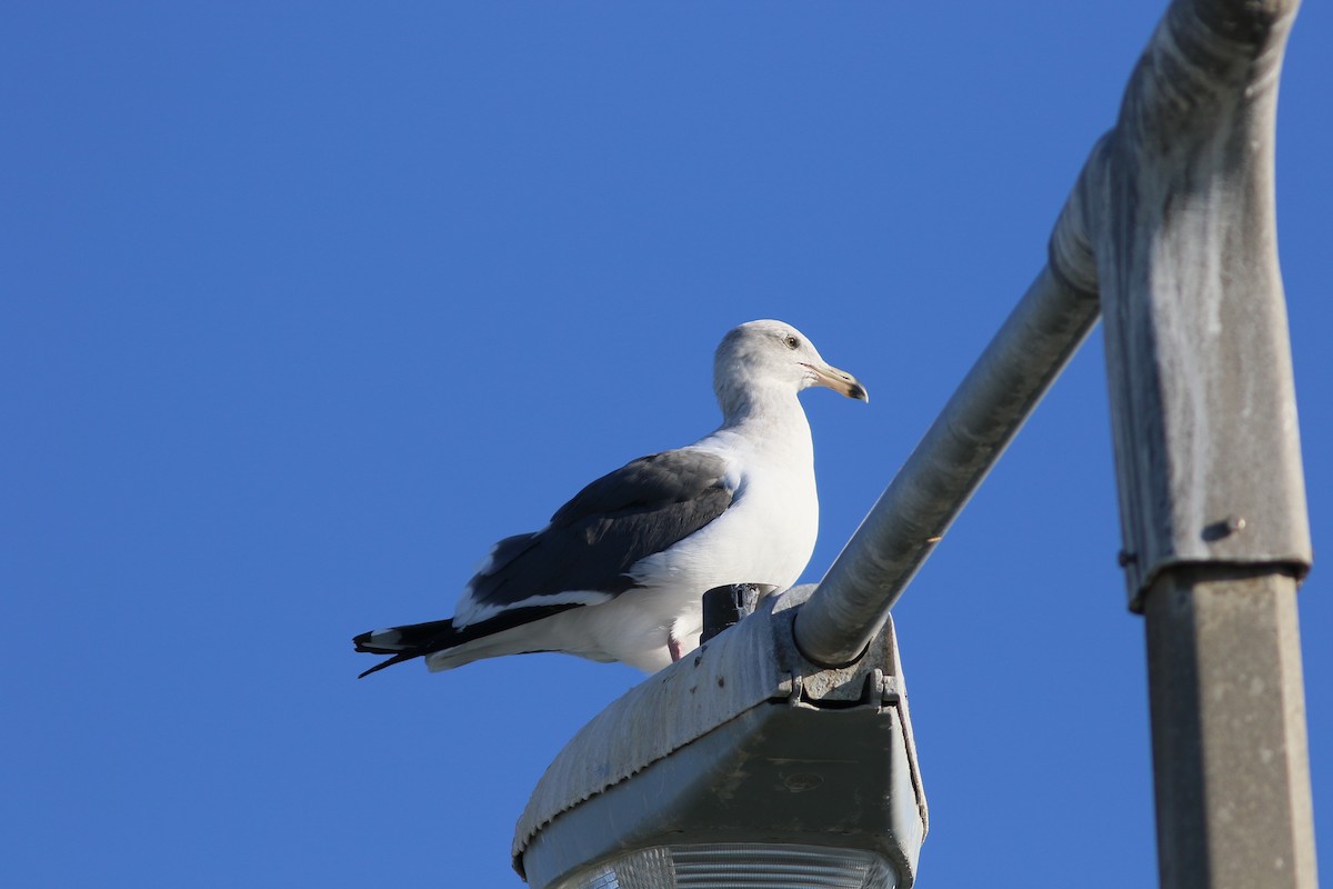 Western Gull - ML216552991