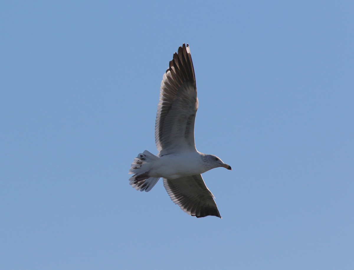 Western Gull - ML216553121
