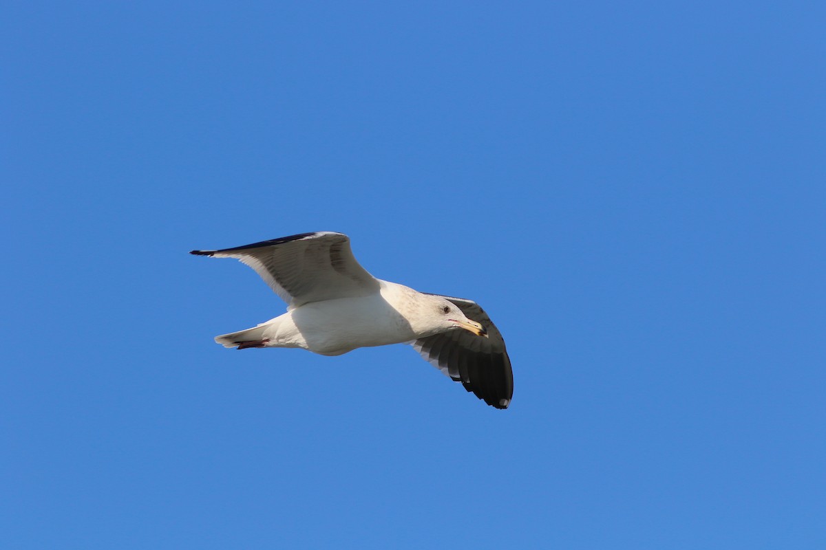 Western Gull - ML216553271