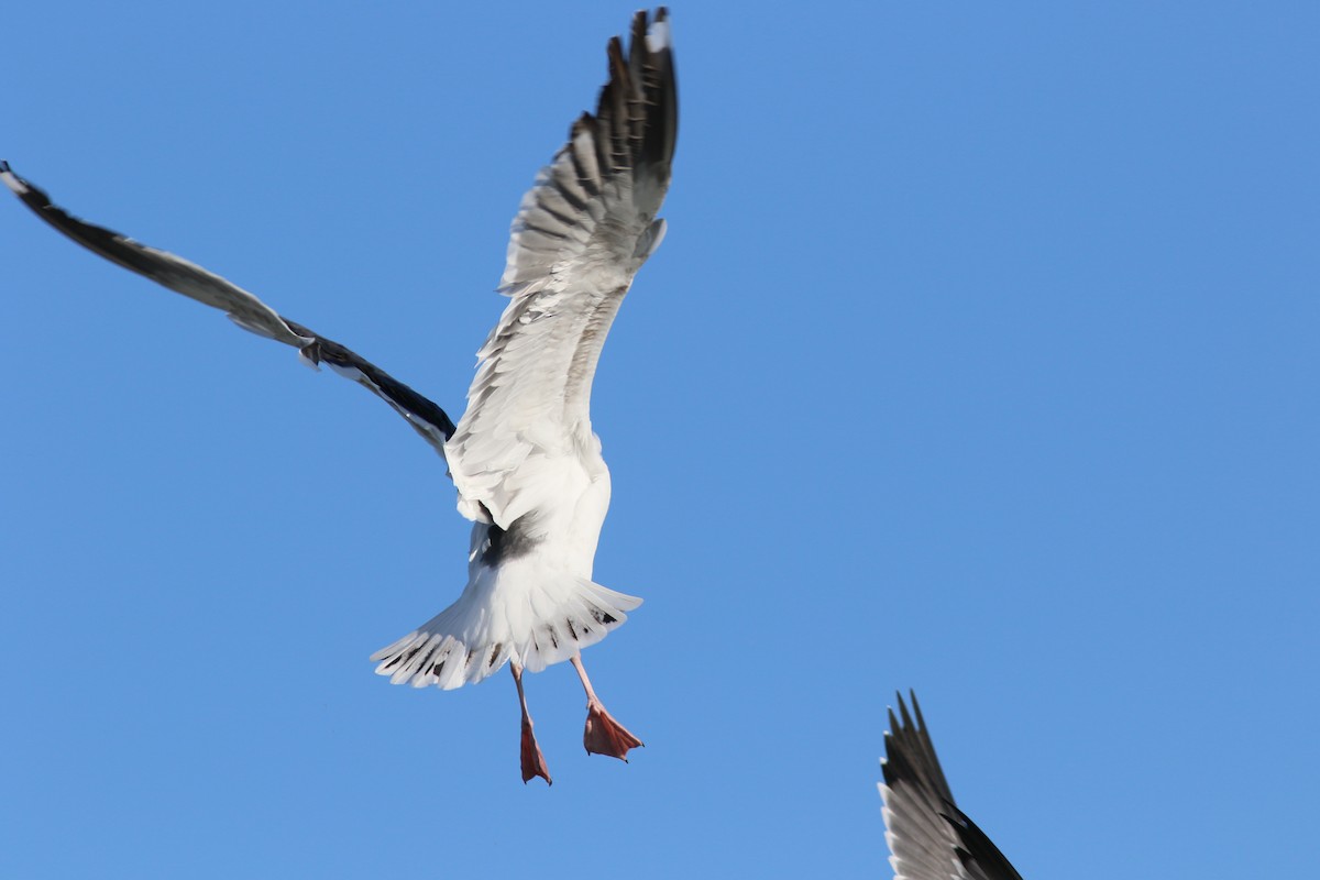 Western Gull - ML216553781