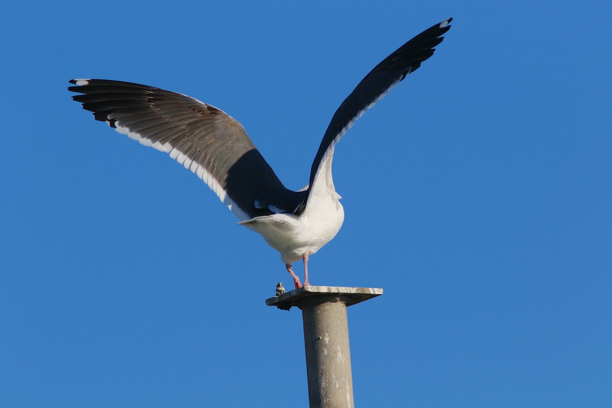 Western Gull - ML216553851