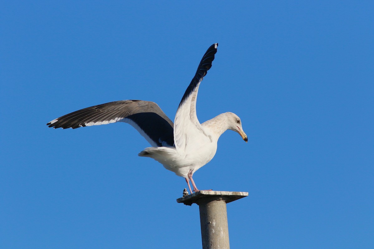 Western Gull - ML216553891
