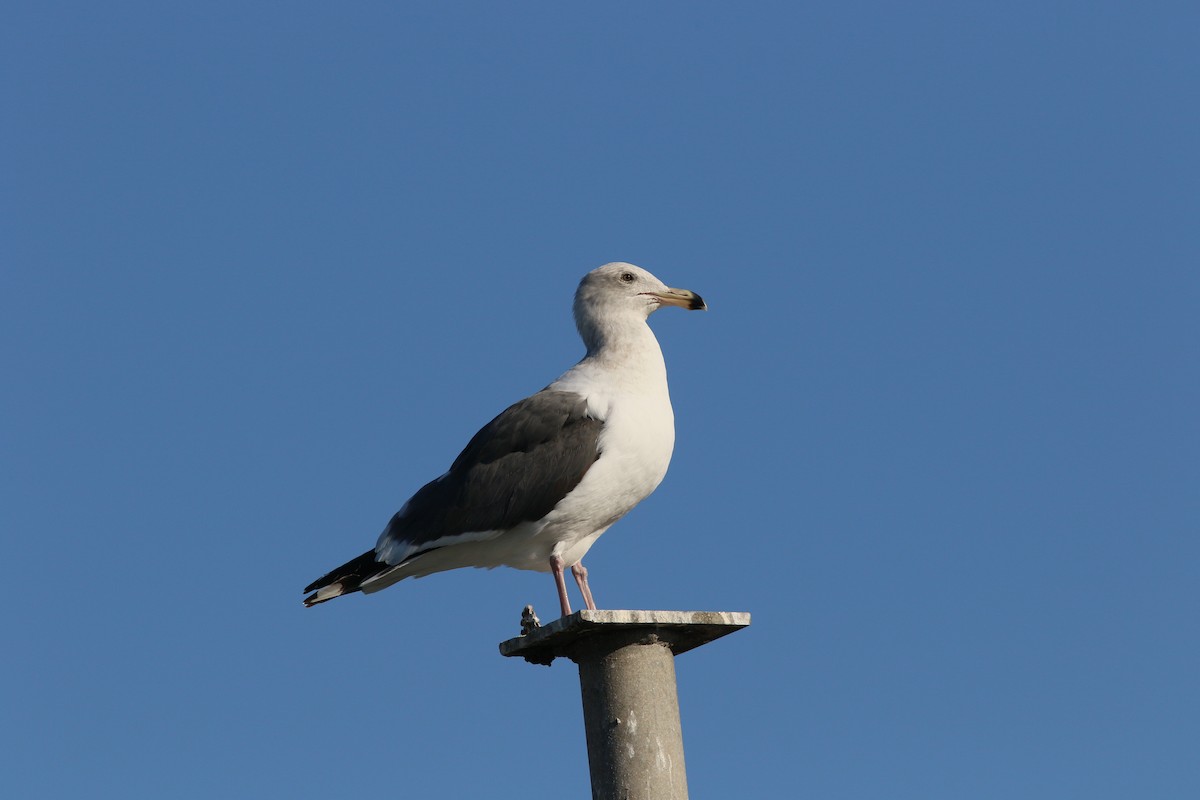 Western Gull - ML216554331