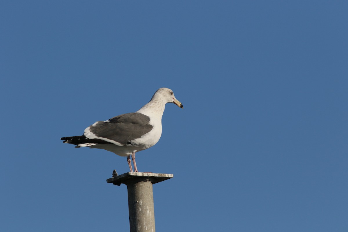 Western Gull - ML216554351