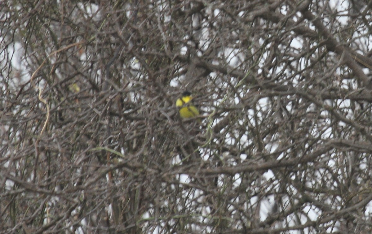 Lesser Goldfinch - ML216556701