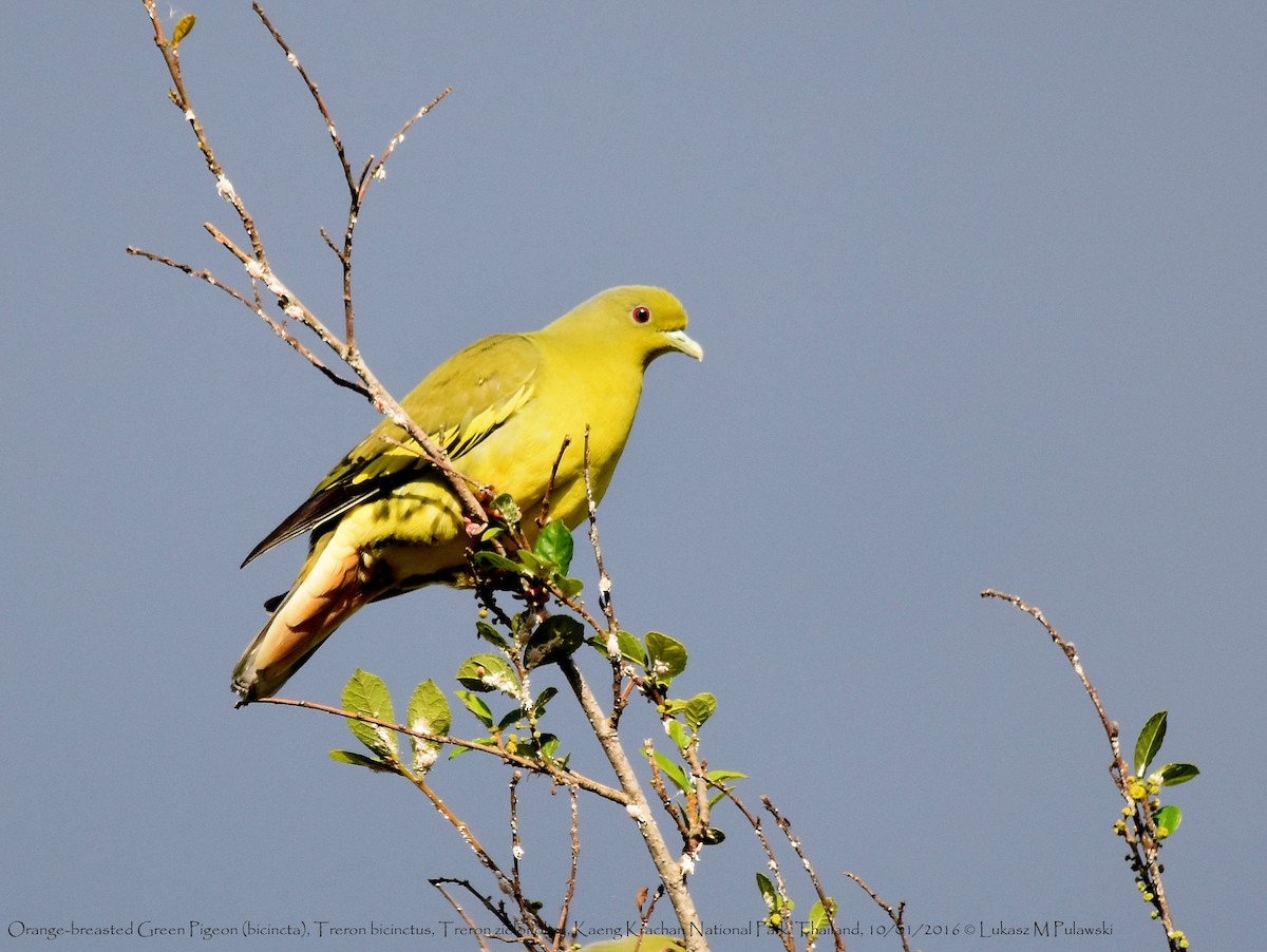 Orange-breasted Green-Pigeon - ML216557221