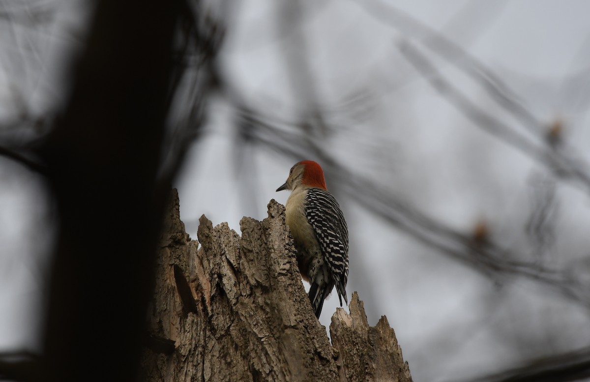 Red-bellied Woodpecker - Laura Lenkic