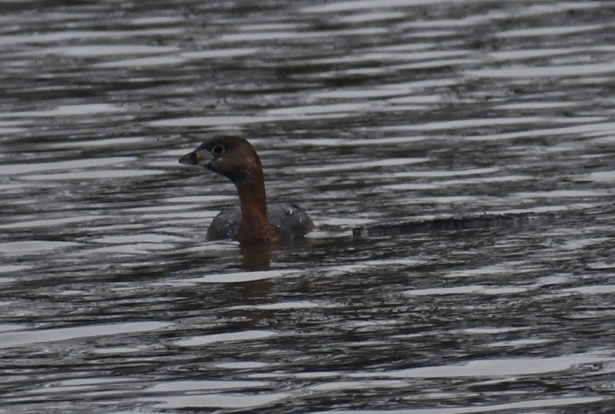 Pied-billed Grebe - ML216557721