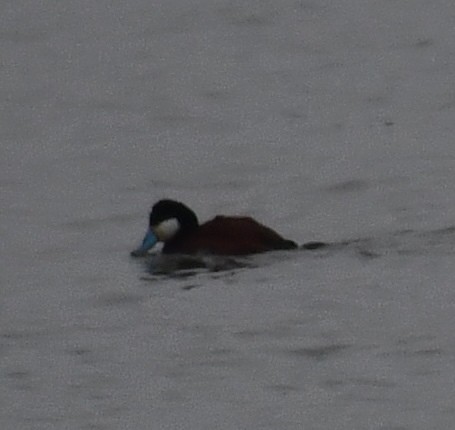 Ruddy Duck - ML216557791