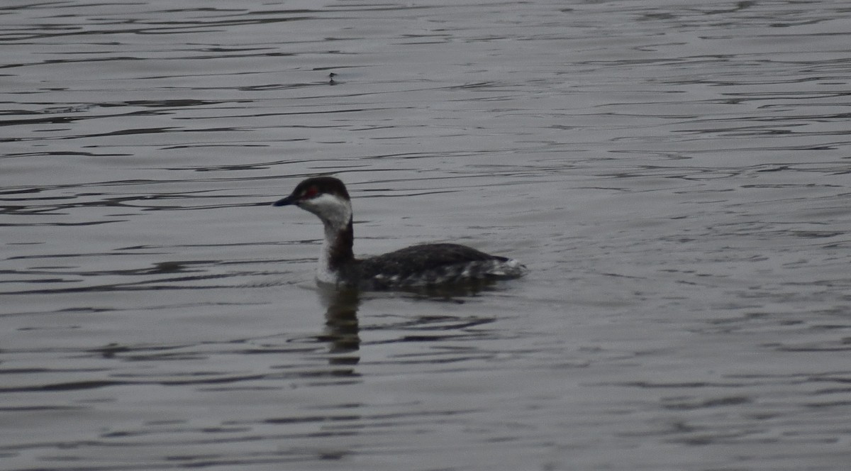 Horned Grebe - ML216557861