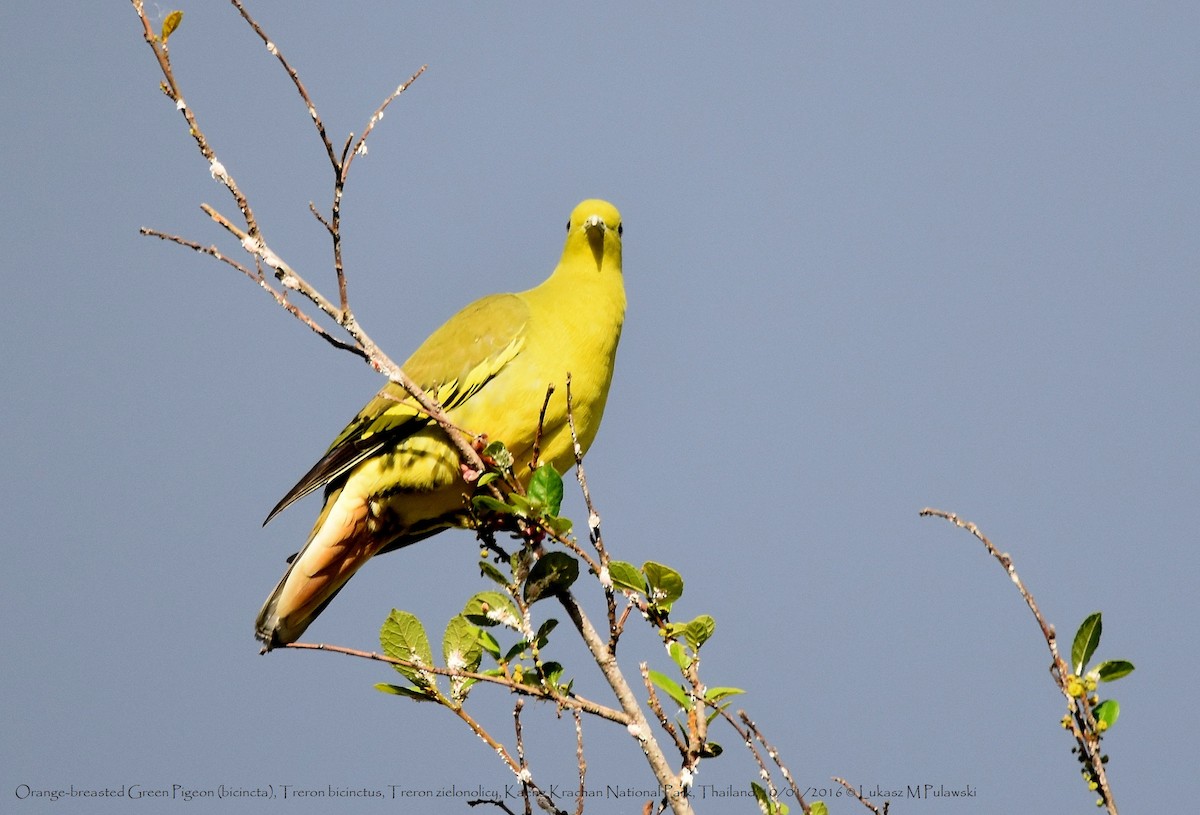 Orange-breasted Green-Pigeon - ML216557951