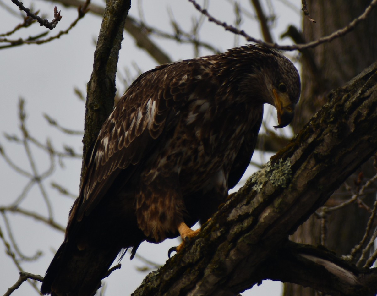 Bald Eagle - ML216557981